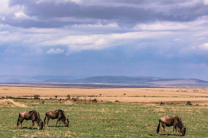 4 Giorni Kenya Masai mara safari