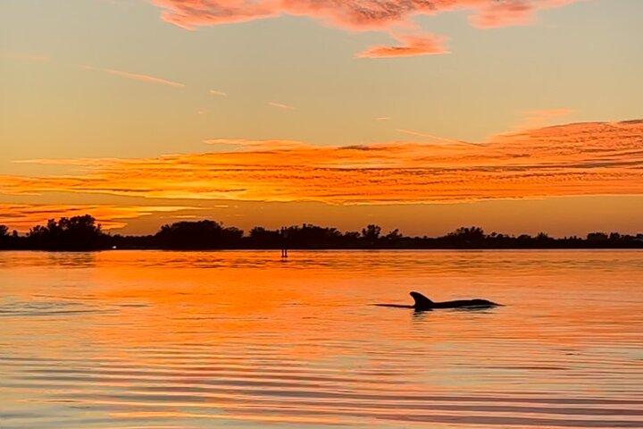 Kayak al tramonto con i delfini