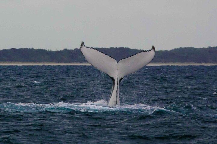 Uma experiência única de observação de baleias Whalesongsnoosa em noosa qld