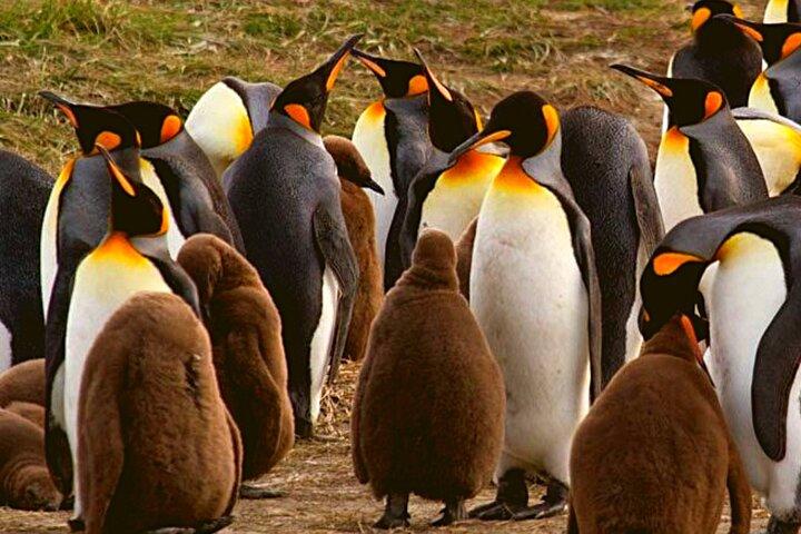 ティエラ デル フエゴ キング ペンギンの 1 日ツアー