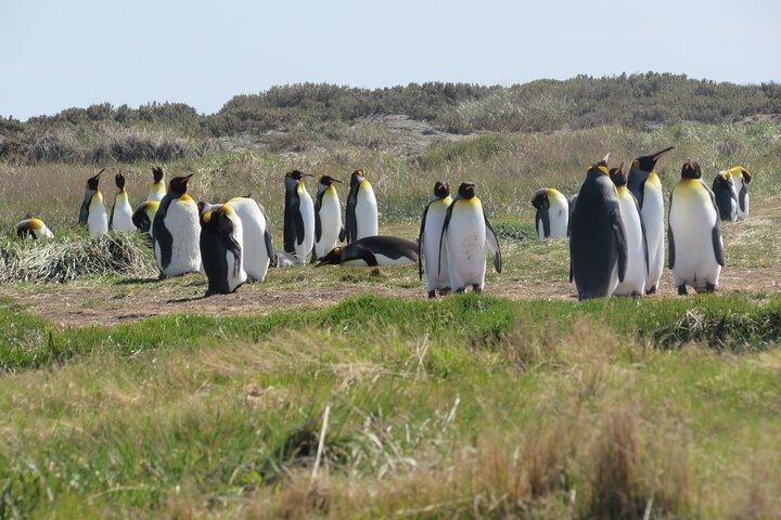ティエラ デル フエゴ キング ペンギンの 1 日ツアー