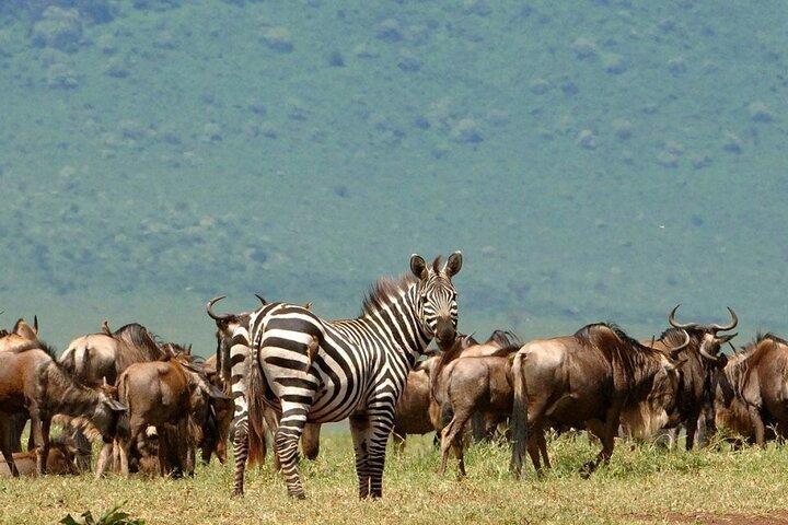 5 Days Under Serengeti Skies Tour