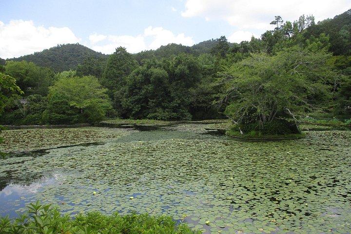 京都イタリアンガイド、金閣寺、嵐山、竹林