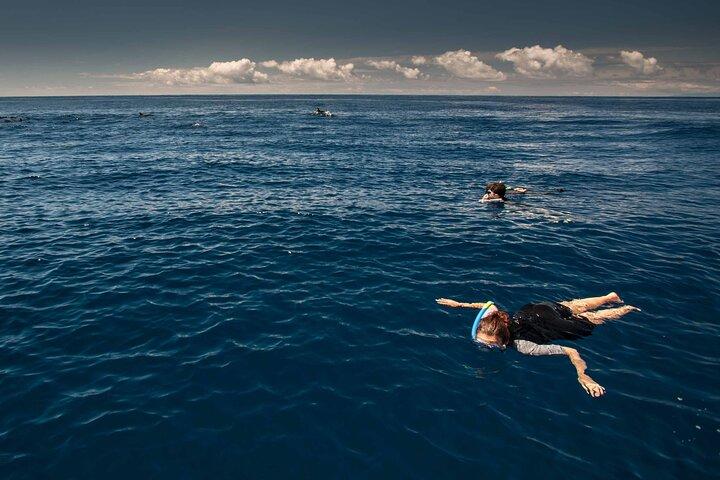 Isla Terceira : Natación con Delfines + Snorkel