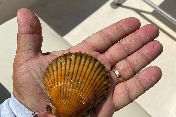 Plongée en apnée guidée privée avec chasse aux pétoncles