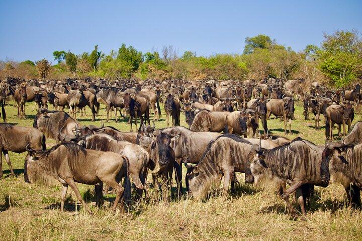 Safari de 6 días a Tarangire, lago Manyara, Serengeti y Ngorongoro