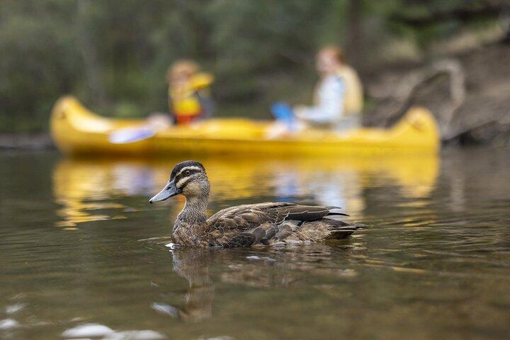 Dwellingup: zelfgeleide peddel- en picknicktour
