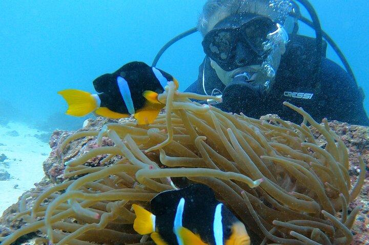 スキューバダイビングマスカット-リーフ、カメ、海洋生物
