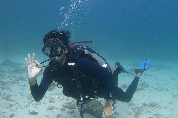 スキューバダイビングマスカット-リーフ、カメ、海洋生物