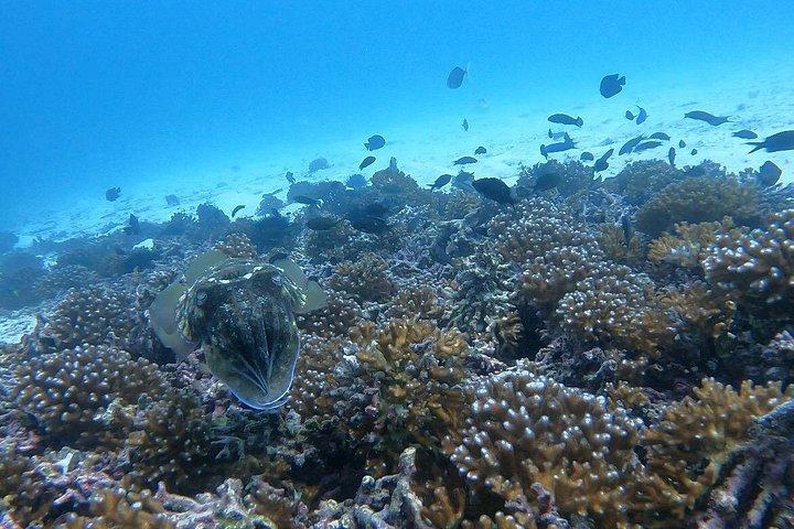 スキューバダイビングマスカット-リーフ、カメ、海洋生物