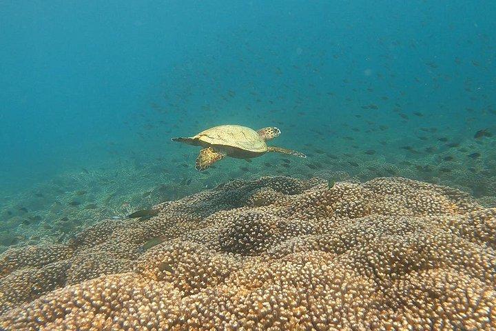 スキューバダイビングマスカット-リーフ、カメ、海洋生物