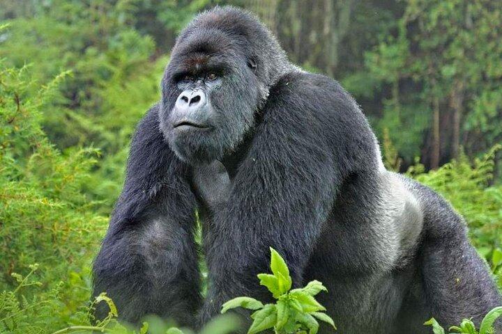 Trekking privato con gorilla del Ruanda di 4 giorni 3 notti