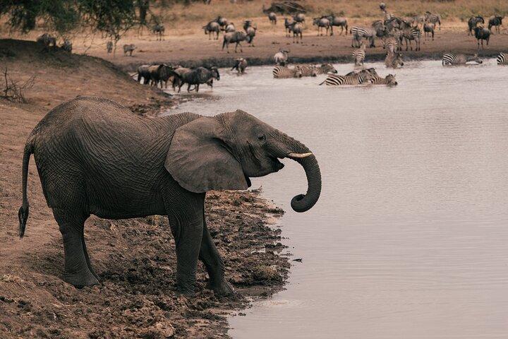 4-dages Tanzania Safari Tarangire Serengeti og Ngorongoro Bliss