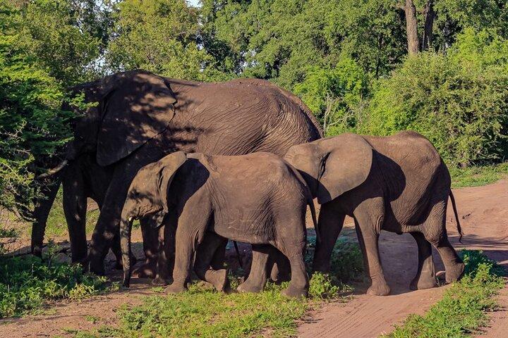 Safari Game Drive: Zambezi National Park *unique-must do* D-F-ES