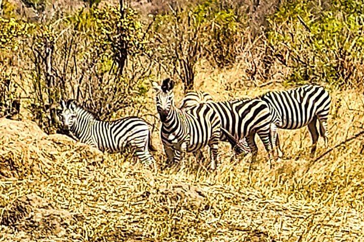 Safari Game Drive: Zambezi National Park *unique-must do* D-F-ES