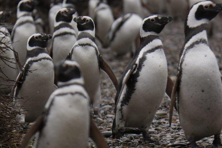 Magelhaense pinguïns Volledige dagtour inclusief lunch