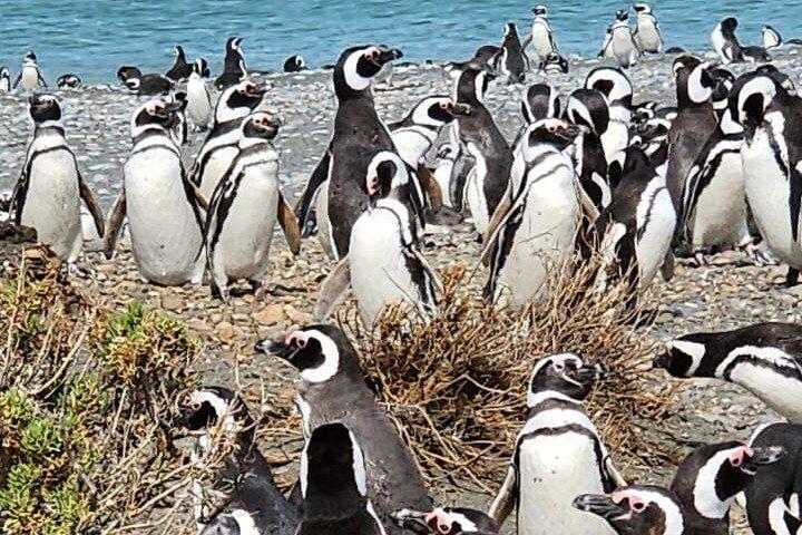 マゼラン ペンギン 1 日ツアー (昼食付き)