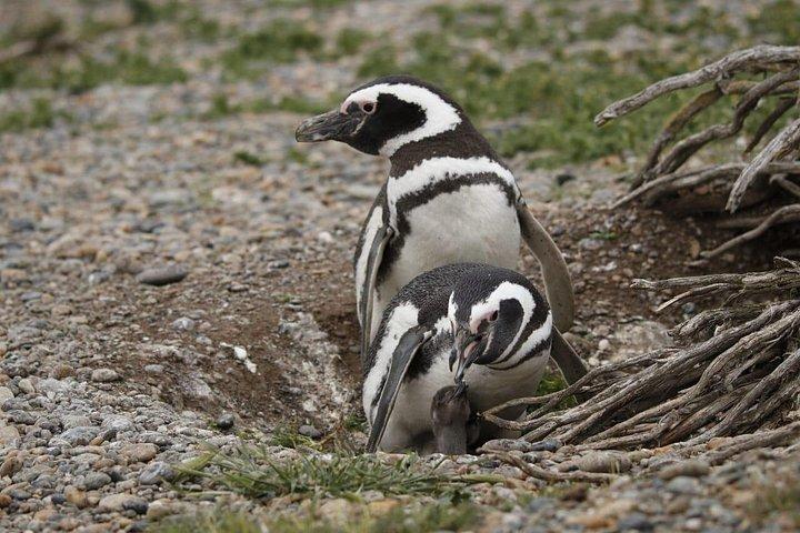 マゼラン ペンギン 1 日ツアー (昼食付き)