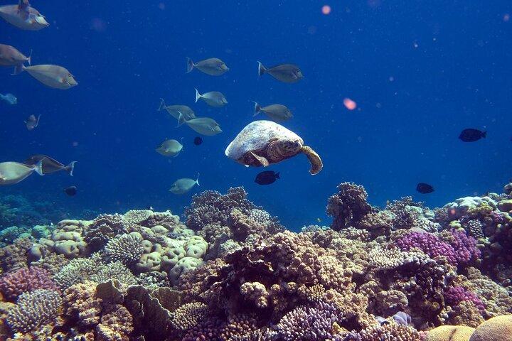 Daymaniyat Island Snorkeling con almuerzo picnic
