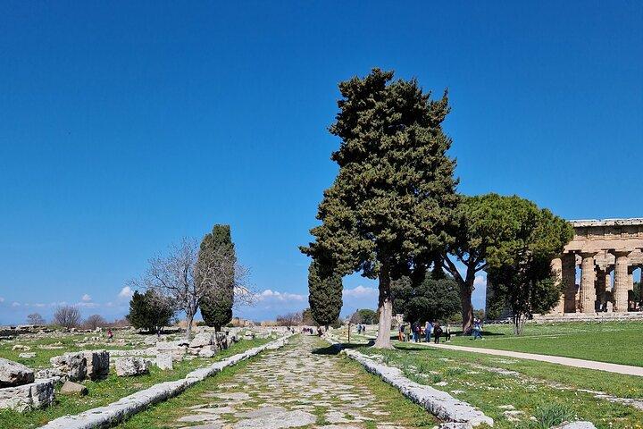 Visite privée d'une demi-journée aux temples de Paestum