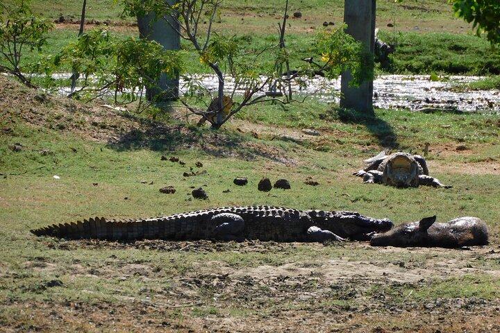 Yala fora Safari & Situlpawwa Temple Visit (Todos Incluídos) Tour