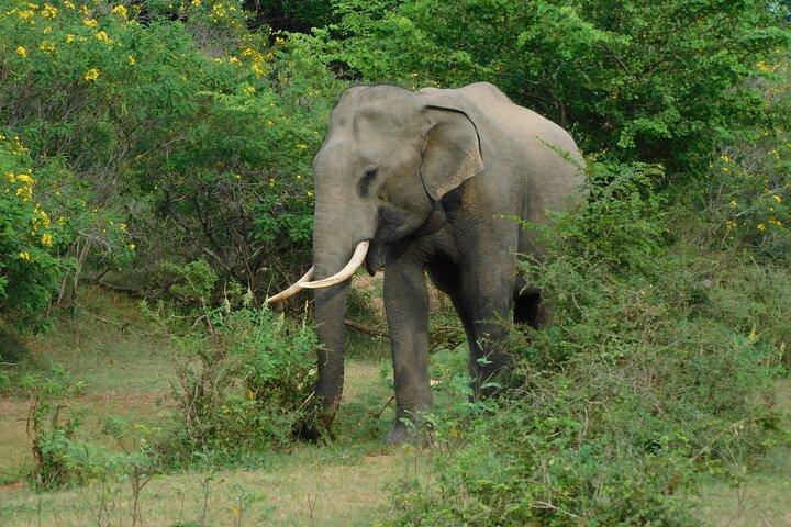 Yala fora Safari & Situlpawwa Temple Visit (Todos Incluídos) Tour