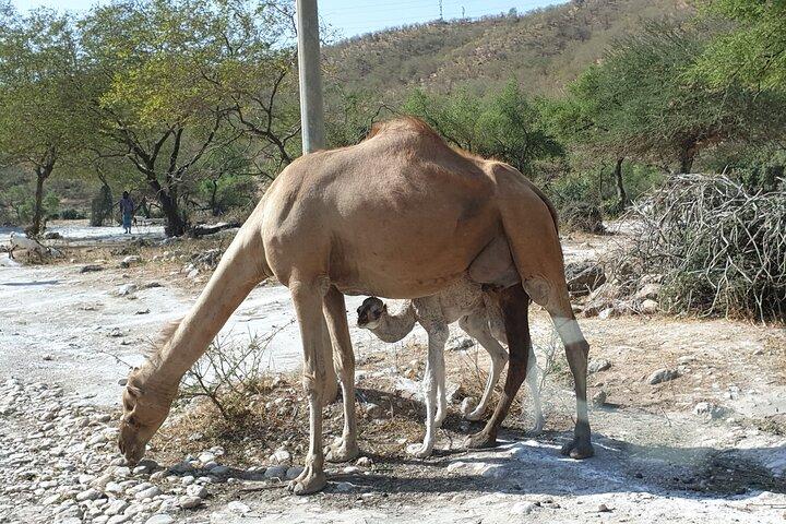 Salalah Este y Oeste – Tour combinado guiado de día completo
