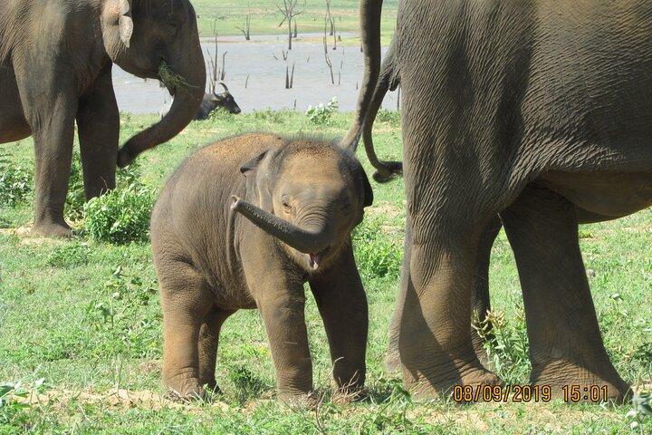 Bundala Nationalpark : Safari Tour mit Eintrittskarten & Jeep