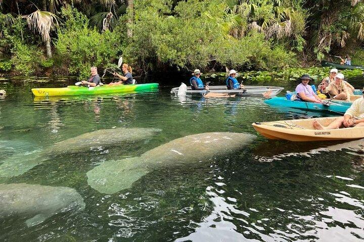 Silver Springs Clear Kayak Manatee, Monkey & Wildlife Adventures aan Favorieten toegevoegd