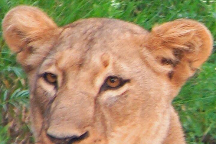 Pernottamento Safari nel Parco Nazionale Amboseli da Nairobi