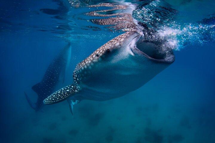 Hotell nära Cebu Whale Shark Encounter, Moalboal Sardines & Tumalog Falls