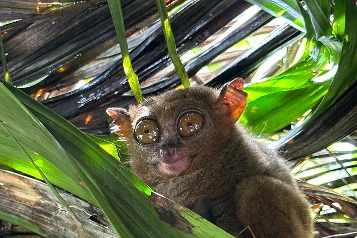 Cebu-Bohol dagtour + veerboottickets
