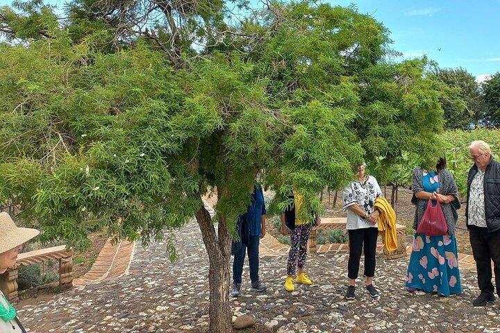 Privétour naar de wijngaard Finca Estramancia en de Chapala Riviera