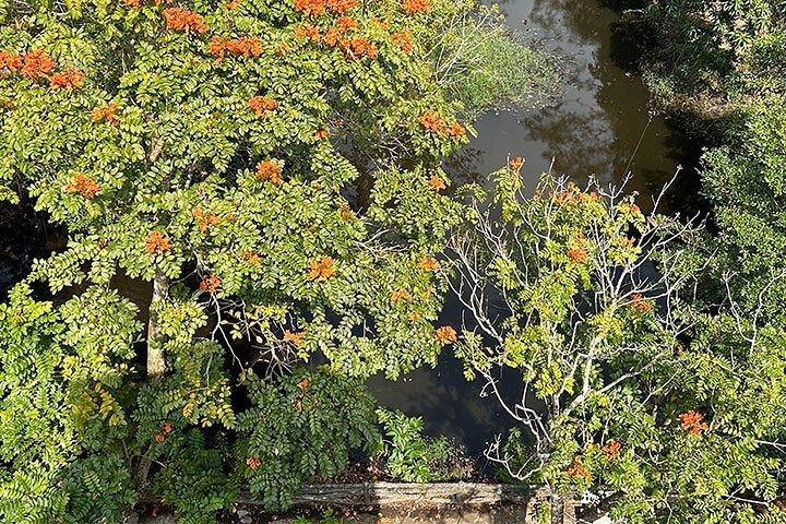 Passeio para amantes da natureza - Reserva Natural Lung Ngoc Hoang em Can Tho