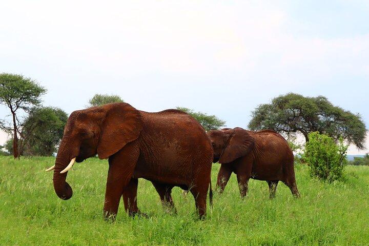 1 día Parque Nacional Tarangire