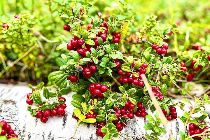Berry Picking in a National Park