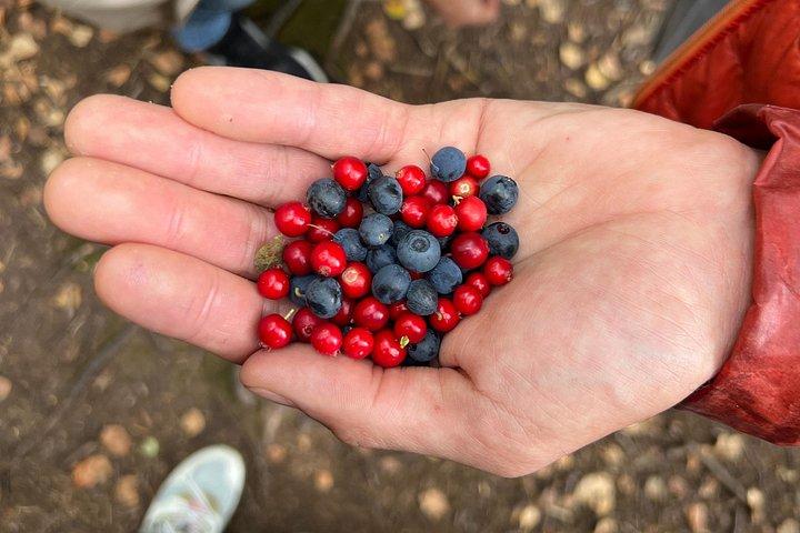 Berry Picking in a National Park