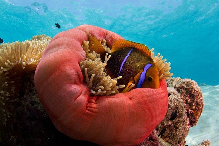 Ocean Discovery and Snorkelling in Tahiti