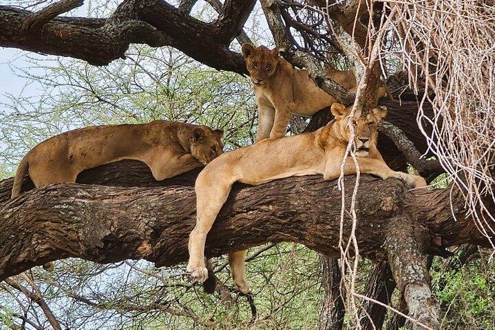 Tanzania y Zanzíbar 11 días de safari y retiro en las islas tropicales