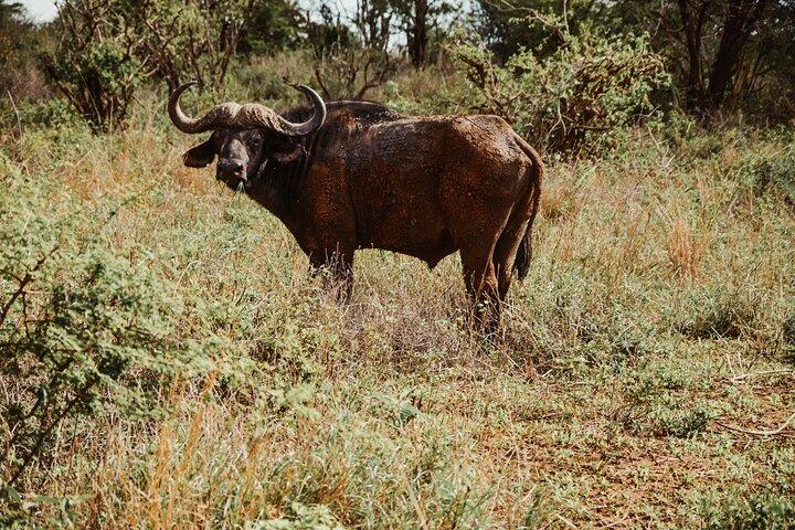 Tanzania y Zanzíbar 11 días de safari y retiro en las islas tropicales