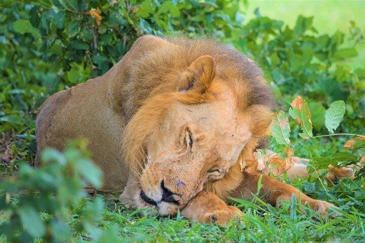 Tanzania og Zanzibar 11 dages safari og tropisk øferie