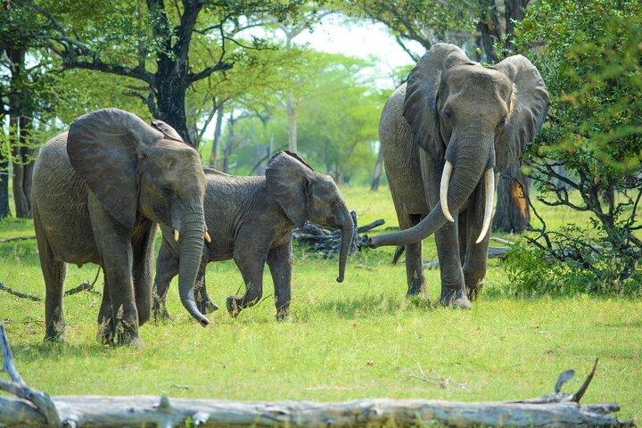 Tanzania y Zanzíbar 11 días de safari y retiro en las islas tropicales