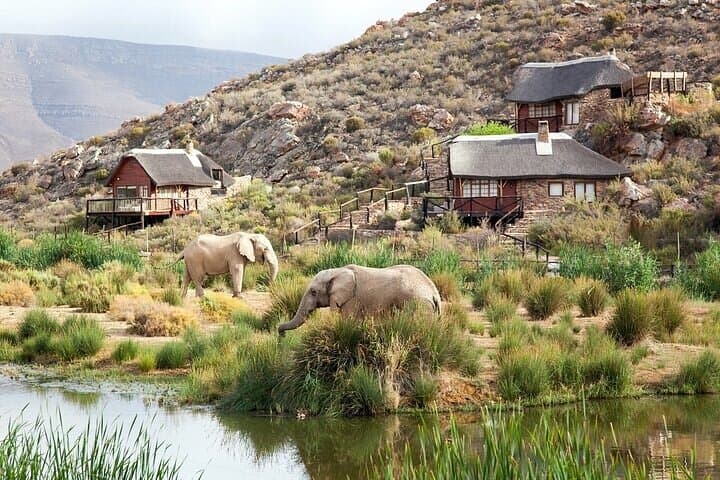 Explore the Best Big 5 Full Day Safari and Wine Tasting