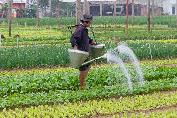 Become a Hoi An Farmer: Farming Experience & Cooking Class