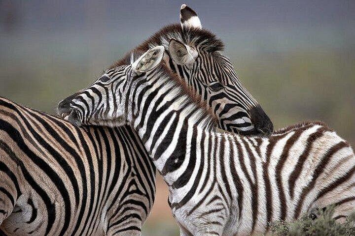 Explore the Best Big 5 Full Day Safari and Wine Tasting