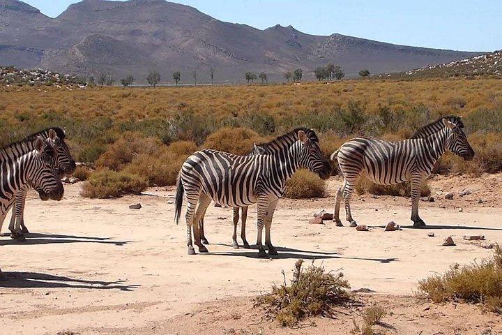 Explore the Best Big 5 Full Day Safari and Wine Tasting
