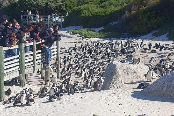 Manchots de la péninsule du Cap, phoques et vin Dégustation Partage