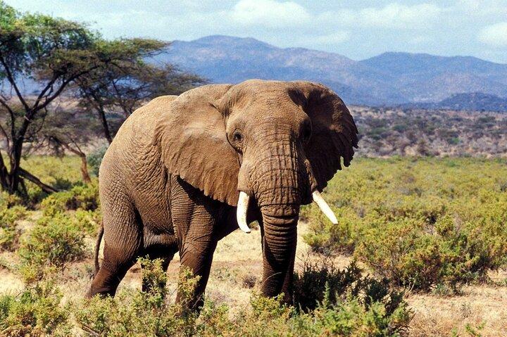 3 dagen en 2 nachten OlPejeta Safari vanuit Nairobi