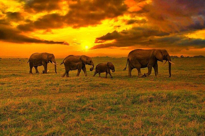 3 dagen en 2 nachten OlPejeta Safari vanuit Nairobi