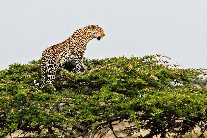 3 dagen en 2 nachten OlPejeta Safari vanuit Nairobi